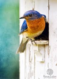 Small Birds Of Upstate Ny Bird At Home Kus Resimleri Kus Hayvanlar Alemi