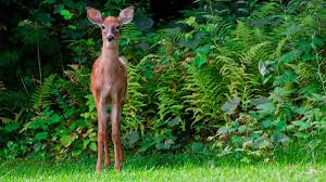 What plants are deer resistant and grow in shade? 17 Deer Resistant Perennials Dengarden
