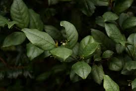 Image result for Cassinopsis