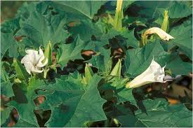 Image result for Datura stramonium