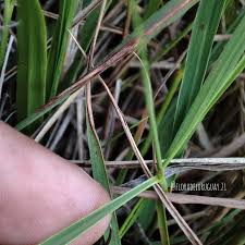 Image result for Trachypogon