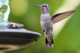 To make your hummingbird food recipe solution, follow these instructions without deviation from ingredients. Why You Should Make Your Own Hummingbird Food