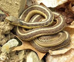 Black And Yellow Striped Snake Georgia Garter Snake Wikipedia The Free Encyclopedia Snake Reptiles Garter
