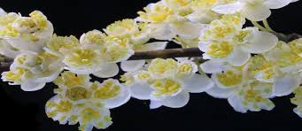 Image result for Lauraceae