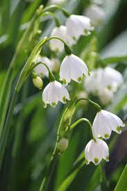 Snowdrops By Casper1830 On Deviantart Beautiful Flowers White Flowers White Gardens