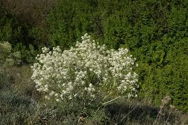 Image result for Crambe kilimandscharica