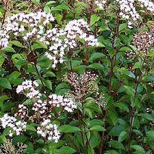 Image result for Ageratinastrum