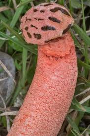 Image result for Hypolytrum pynaertii