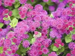 Ageratum Care And Planting Growing From Seeds
