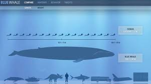 how blue whales compare to humans in size image