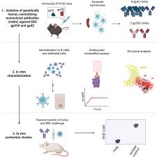 Scientists develop first-of-its-kind antibody to block Epstein Barr virus