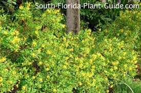 Can form large, aggressive surface roots seed pods: Pretty Bushes Shefalitayal