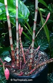 Image result for Costus subbiflorus