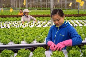 Check spelling or type a new query. Iot Based Smart Agriculture In Malaysia For Poverty Borgen