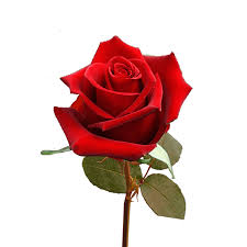 Spray, mix & match, garden, rainbow, super premium, long stem Single Valentine S Day Roses For Flower Sale Fundraiser Globalrose
