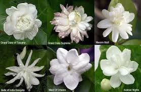 Jasmin Varieties Jasmine Plant Jasmine Flower Fragrant Flowers