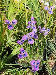 Image result for Moraea natalensis