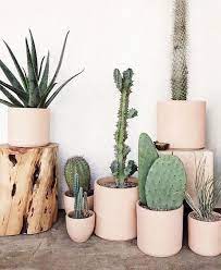 Pinterest Chandlerjocleve Instagram Chandlercleveland Plants Plant Decor Cactus Flower