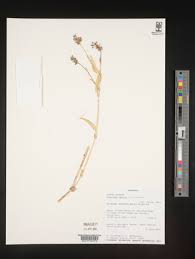 Image result for Aneilema spekei