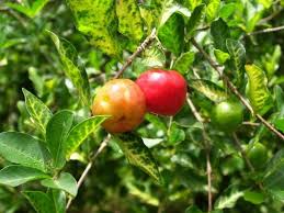 Obstbäume pflanzt man am besten im herbst. Obstbaume Vom Einkauf Bis Zur Pflanzung Pflanzenfreunde