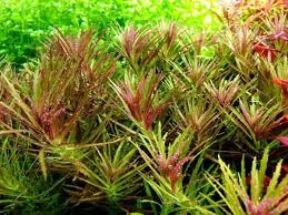Image result for Hygrophila hippuroides