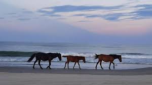 The corolla wild horse fund's mission is to protect, conserve, and responsibly manage the herd of wild colonial spanish mustangs roaming freely on the northernmost currituck outer banks, and to promote the continued preservation of this land as a permanent sanctuary for horses designated as the state horse and defined as a cultural. Orphaned Foal Rosie Thriving With The Outer Banks Wild Horse Herd Foals Wild Horses Horses