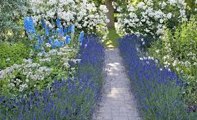 Lavendel Als Beeteinfassung Die Wichtigsten Tipps Garten Lavendel Beeteinfassung Gartenhecke