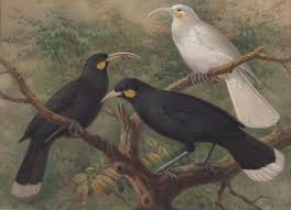 The Huia Birds Feather - An Invaluable Item (Friday Documentary) - Youtube