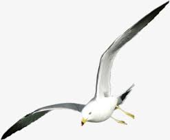 Flying Seagull Clipart 1707738 Png Images Pngio Almost files can be used for commercial.