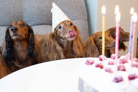 I did change one thing.i made icing out of honey and oeanut butter. The Top Healthy Cake Recipes For Dogs Thisisdog