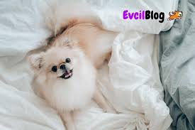 Pomeranian Boo Irk Ozellikleri Ve Bakimi Evcilblog