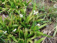 Image result for Xerophyta scabrida