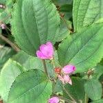 Image result for Calvoa orientalis