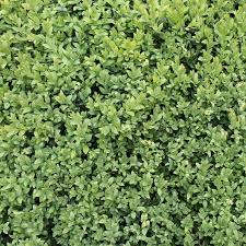 Image result for Buxaceae