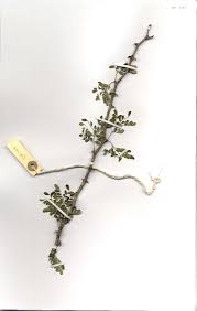 Image result for Acacia eriocarpa