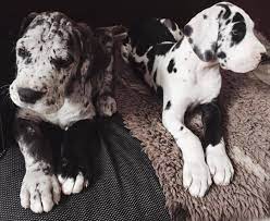 Here's a training bootcamp video. Great Dane For Sale Craigslist Pa Great Dane For Sale Facebook