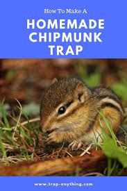 The ground squirrels belong to the family of rodents, sciuridae, that live on the ground. How To Trap Squirrels In Your Yard Pestcare Jakarta