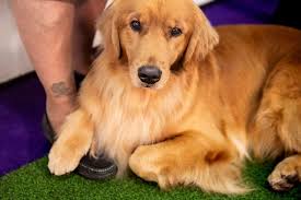 For many people, it's just another cute dog show, but for the serious dog lovers, the 145th westminster kennel club dog show is no joke. Westminster Dog Show 2021 Schedule Channel Livestream Best In Show For Outdoor Event Nj Com