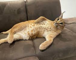 Check spelling or type a new query. Karakal Kimbo On Instagram Kimbo Chillin Catsofinstagram Floppa Cat Cats Bigfloppa Caracalcaracal Serval In 2021 Cute Wolves Cute Animals Funny Cats
