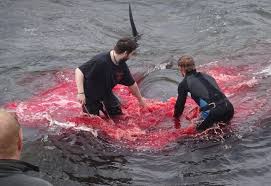 It has been practiced in the faroe islands in the north atlantic since about the time of the first norsemen settled there which is approximately the 9th century. Whale Hunt In Faroe Islands Turns Sea Red With Blood Bbc News