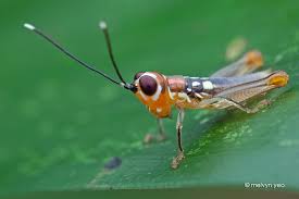 Cute Baby Grasshopper By Melvynyeo Deviantart Com On Deviantart Springtails Cute Babies Cute