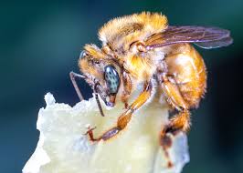 Image result for Melhania virescens