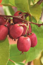 Le Kiwai Le Cultiver Et Le Recolter Cultiver Arbre De Jardin Planter Des Fleurs