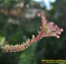 Image result for Odontonema cuspidatum