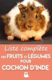 Epingle Sur Cochon D Inde Hamster