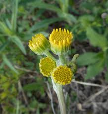 Image result for Emilia subscaposa