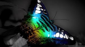 Maybe you would like to learn more about one of these? Black Butterfly Wallpapers Hd Desktop Background