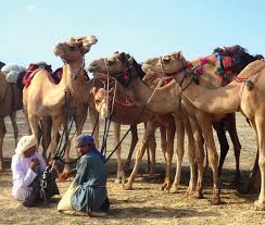 As horrid as a murderer's dream. Https Www Animals Angels De Fileadmin User Upload 03 Publikationen Dokumentationen Animals Angels The Welfare Of Dromedary Camels During Road Transport In The Middle East Pdf