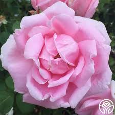 Image result for Stolzia kalkhof-roseae