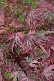 Maybe you would like to learn more about one of these? Shirazz Mendocino Maples Nursery